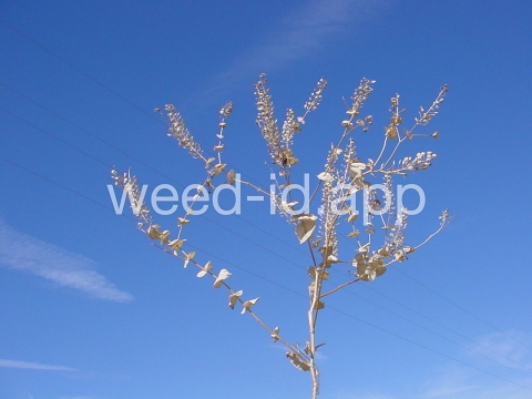 pepperweed, clasping